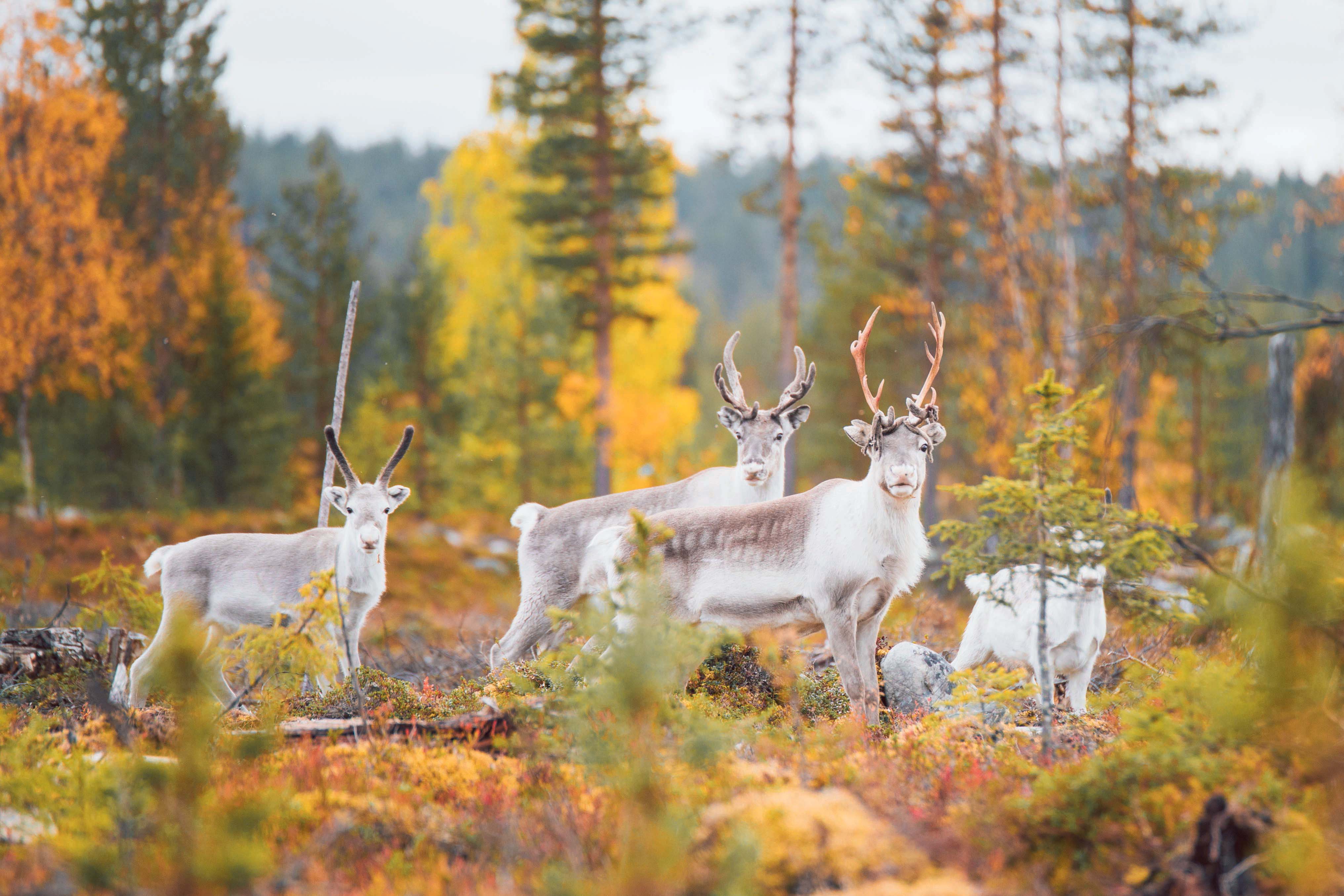 Herd of reindeer in an autumn forest in Finnish Lapland.